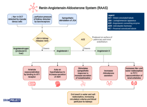 Renin-Angiotensin-Aldosterone System flowchart