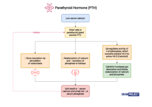 Action of parathyroid hormone (PTH)