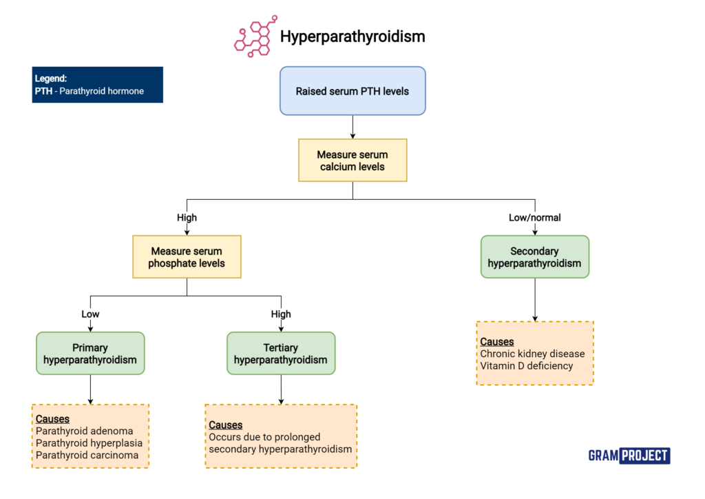 Hyperparathyroidism Gram Project Hyperparathyroidism Gram Project