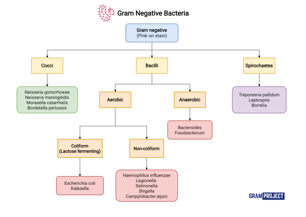 gram-negative-bacteria-gram-project