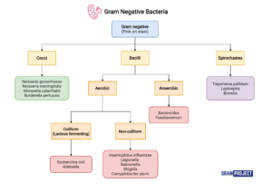 Gram negative bacteria types and classification