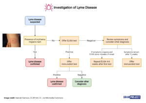Flowchart guide to investigating Lyme Disease based on NICE guidelines